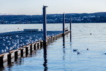 Möwen auf dem Bootsteg in Konstanz am Bodensee