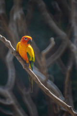 Beautiful colorful Sun Conure parrot birds or Love Bird science name Aratinga solstitialis little parrot