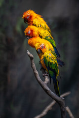 Beautiful colorful Sun Conure parrot birds or Love Bird science name Aratinga solstitialis little parrot