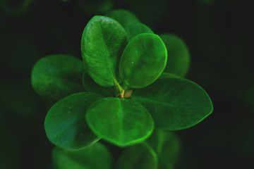 clover on green background