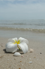 Beautiful flowers on the beach of the warm sea