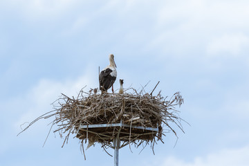 Fototapeta premium Signs of spring. One adult stork with a yound nestling sitting in the nest under the blue sky.