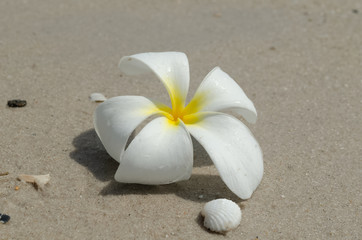 Fototapeta na wymiar Beautiful flowers on the beach of the warm sea