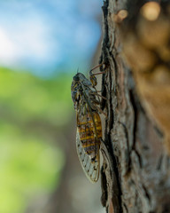Cicada on a tree