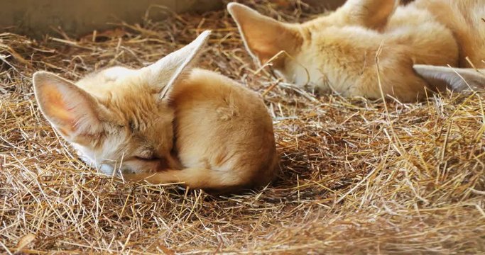 fennec fox / vulpes zerda