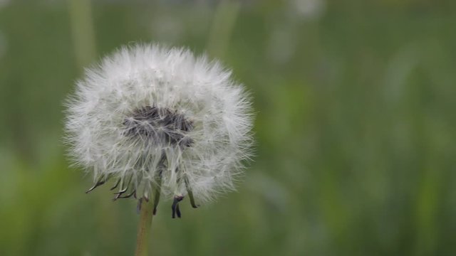 Fluffy Dandelion flower close up 