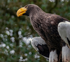 Eagle