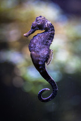 Colorful seahorse swimming under water. Closeup. - 321834575