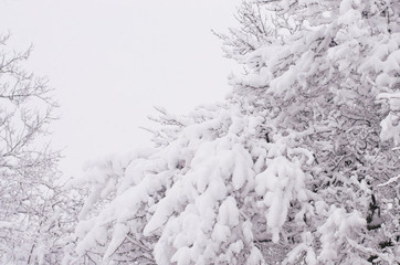 texture of tree branches covered with snow