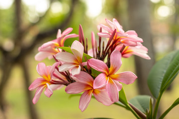 Branch of light pink Frangipani flowers. Blossom Plumeria flowers on natural blurred background. Flower background for decoration.