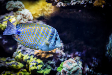 Fototapeta na wymiar Closeup of the colorful coral reef fish swimming under water.