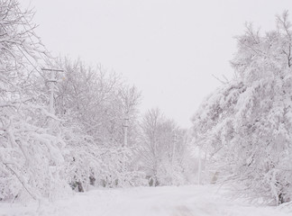 winter landscape all covered with snow