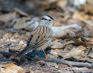 White-crowned Sparrow