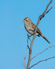 White-crowned Sparrow