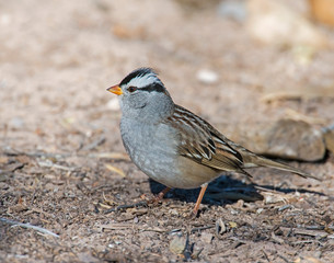 White-crowned Sparrow