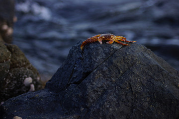 a brown crab sitting on a rock