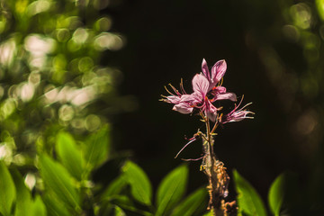 Pink wildflower under the sun on a dark background with bokeh.