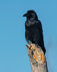 American Crow