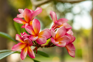 Close up of pink Frangipani flowers. Blossom Plumeria flowers on natural blurred background. Flower background for wedding decoration.