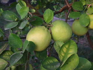 Lemons hanging on a lemon tree