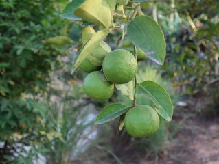Lemons hanging on a lemon tree