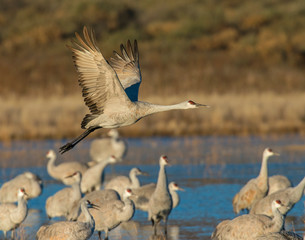 Sandhill Crane in flight 