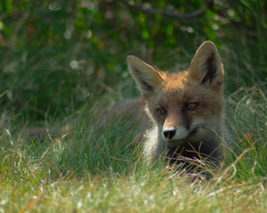 red fox in the grass
