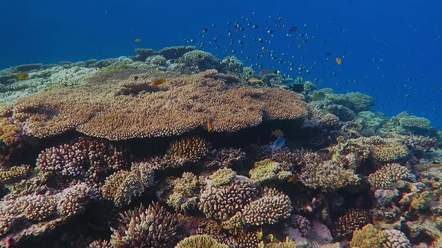 Colorful rich underwater coral reef with school of fish. Adventure vacation scuba diving with the aquatic life on the coral garden. Trip to underwater tropical paradise.