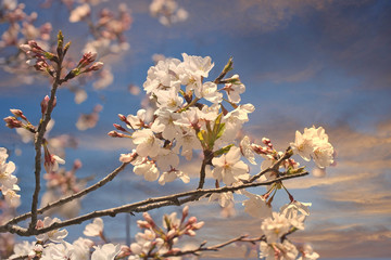 A young cherry tree with pink blooms against a blue sky