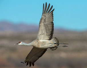 Sandhill Crane in flight 