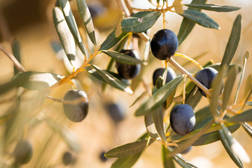 close up black olives on tree branches in grove