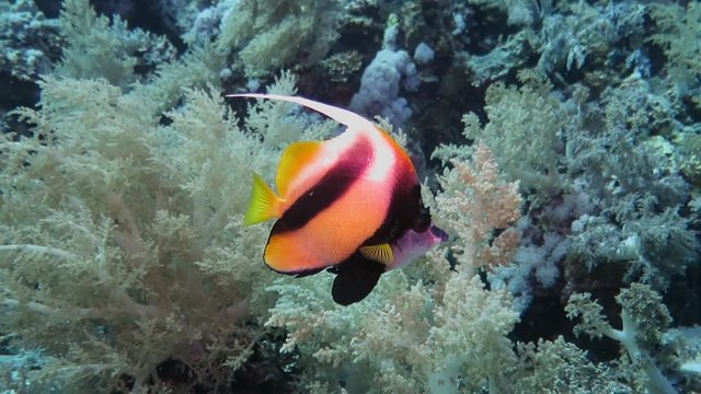 Tropical fish and coral reef. Butterflyfish - Chaetodontidae swimming in the sea. Scuba diving on the reef with marine wildlife. 
