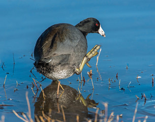 American Coot walking on a frozen pond