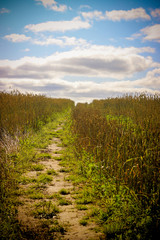 the path in the field