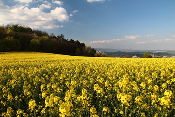 Obraz premium yellow field of oilseed rape