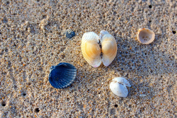 seashells on the wet sandy beach