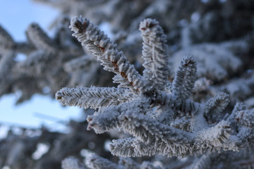 Selective soft focus of snow and ice covered trees in winter
