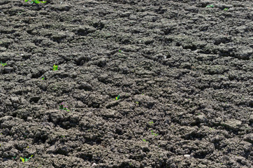 Plowed soil on a farm field for sowing in the spring