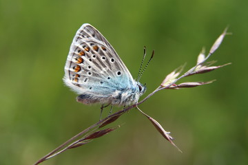 Obraz na płótnie Canvas blue butterfly on flower