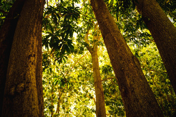 Fototapeta premium Green trees in a garden
