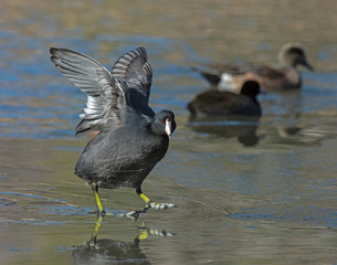 American Coot walking on a frozen pond