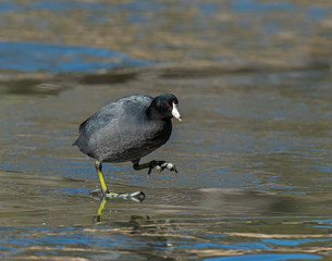 American Coot walking on a frozen pond