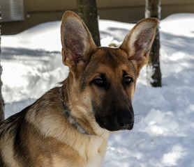 Beautiful purebred German Shepherd Puppy 5 months old