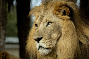 Portrait of a Lion 