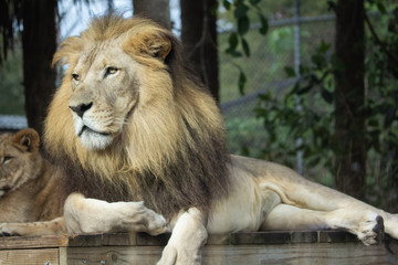 Portrait of a Lion 