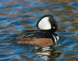 male Hooded Merganser