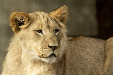 Portrait of a Lioness