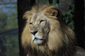 Portrait of a Lion 