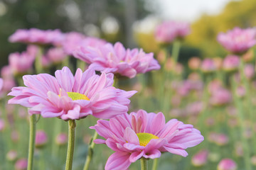 Beautiful sweet of pink chrysanthemum flower bloom in garden.