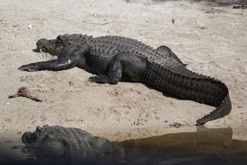 Sleeping Alligator